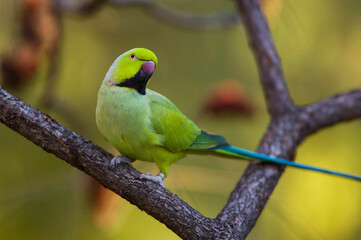 Portrait of a Ring-necked parakeet (Psittacula krameri) perched on a tree branch at a zoo; Kansas City, Missouri, United States of America