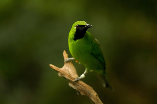 Portrait of a Greater green leafbird (Chloropsis sonnerati) perched on a branch at a zoo; Wichita, Kansas, United States of America