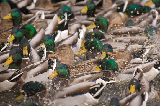 Mallard ducks (Anas platyrhynchos platyrhynchos) at feeding time in water in a zoo; Denver, Colorado, United States of America