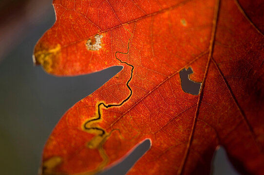 Weathered detail of an autumn coloured oak tree leaf; Middlebury, Vermont, United States of America