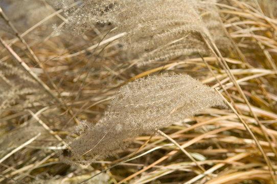 Goliath Japanese silver grass (Miscanthus sinensis); Salina, Kansas, United States of America