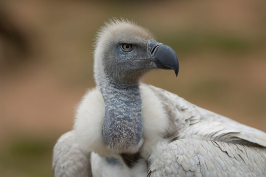 Close-up portrait of a Eurasian griffon vulture (Gyps fulvus) at a zoo; Colorado Springs, Colorado, United States of America