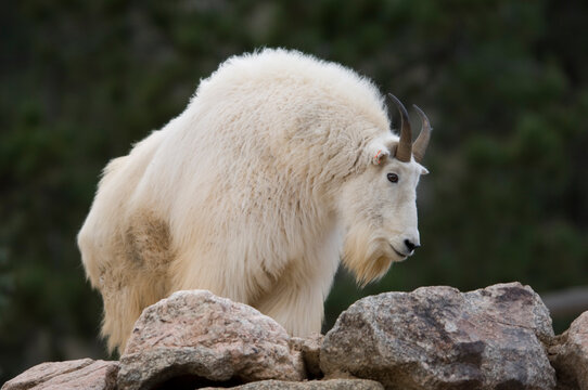 Mountain goat (Oreamnos americanus) climbing on rocks in a zoo enclosure; Colorado Springs, Colorado, United States of America