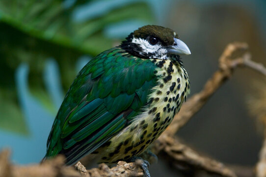 Close-up portrait of a Northern white-eared catbird (Ailuroedus buccoides geislerorum) in a zoo; Denver, Colorado, United States of America