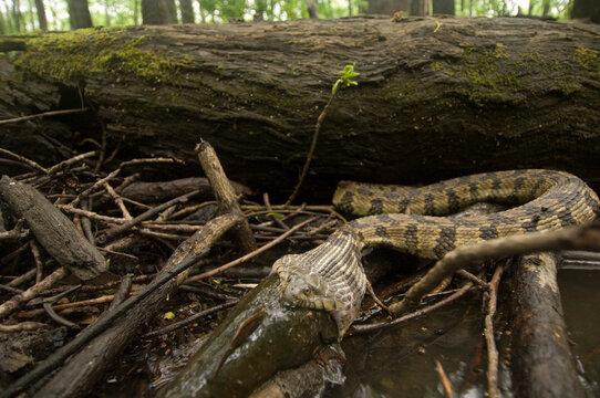 Banded water snake (Nerodia fasciata) eats a bullhead fish by swallowing it whole in Cache River National Wildlife Refuge, Arkansas, USA; Arkansas, United States of America