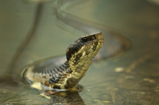 Cottonmouth water moccasin snake (Agkistrodon piscivorus) along the Cache River in Cache River National Wildlife Refuge, Arkansas, USA; Arkansas, United States of America