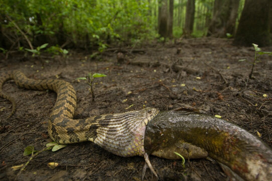 Banded water snake (Nerodia fasciata) eats a bullhead fish by swallowing it whole in Cache River National Wildlife Refuge, Arkansas, USA; Arkansas, United States of America