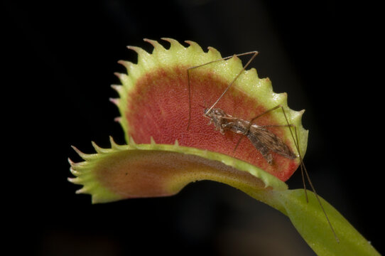 Close-up of a Venus flytrap (Dionaea muscipula) as it consumes an insect.; Atlanta, Georgia, United States of America