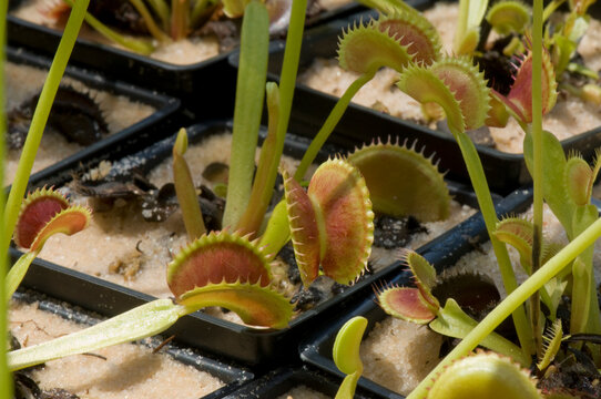 Venus flytraps (Dionaea muscipula) as they consume insects; Atlanta, Georgia, United States of America