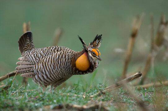 Greater prairie chicken (Tympanuchus cupido) display on a breeding ground or lek; Burwell, Nebraska, United States of America