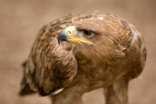 Close-up portrait of a Tawny eagle (Aquila rapax) at a wild bird sanctuary; Saint Louis, Missouri, United States of America