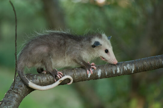 Close-up of a baby Opossum (Didelphis virginiana) climbing across a tree branch on a farm in Greenleaf, Kansas, USA; Greenleaf, Kansas, United States of America