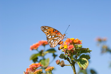Close-up of a Gulf fritillary butterfly (Dione vanillae) resting on blossoms at the Fort Morgan State Historical Site; Gulf Shores, Alabama, United States of America