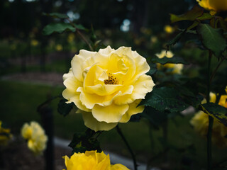 yellow rose bush