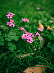 Obraz premium pink flowers in the garden