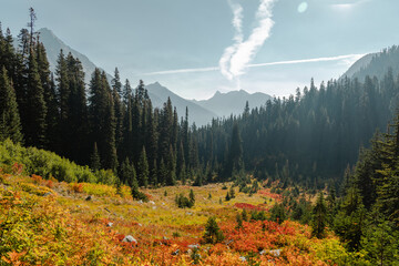 Horizontal Photo of lush high mountain altitude huckleberry bushes, shrubs, and massive conifer...