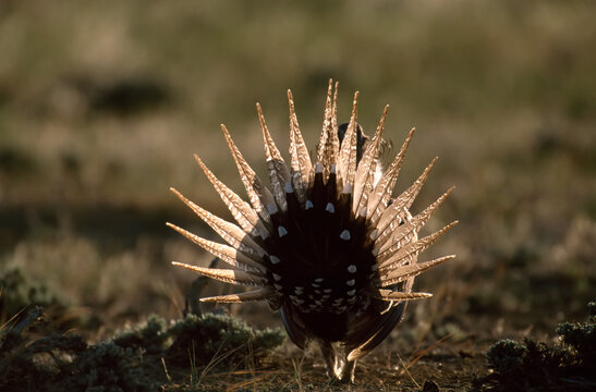 Male Greater sage grouse (Centrocercus urophasianus) splays tail feathers to attract a mate; Pinedale, Wyoming, United States of America`