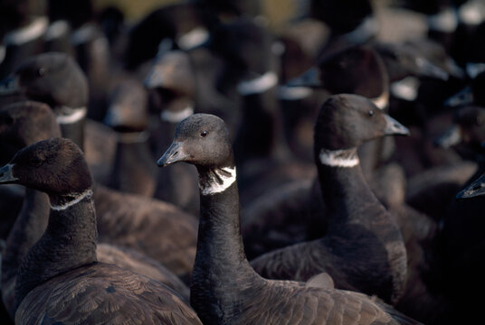 Flock of Black Brant geese (Branta bernicla nigricans) gathered on Alaska's North Slope; North Slope, Alaska, United States of America