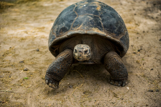 Close-up portrait of a Marginated tortoise (Testudo marginata) in a zoo; Brownsville, Texas, United States of America