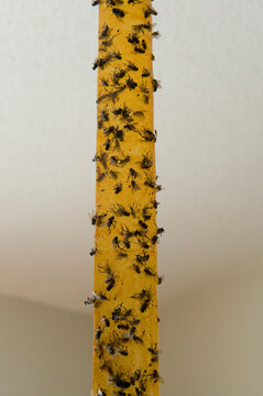 Dead flies stuck to a fly strip; Lincoln, Nebraska, United States of America