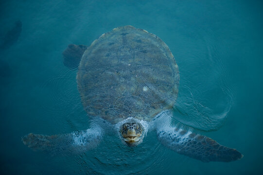 Green sea turtle (Chelonia mydas) swimming in an aquarium; Xcaret, Mexico