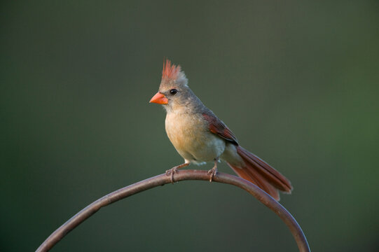 Portrait of a female Northern cardinal (Cardinalis cardinalis) perched on a branch against a green background; Ricardo, Texas, United States of America