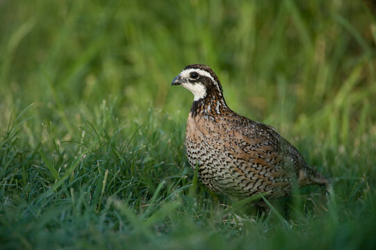 Portrait of a near threatened male Bobwhite quail (Colinus virginianus) standing in grass; Ricardo, Texas, United States of America