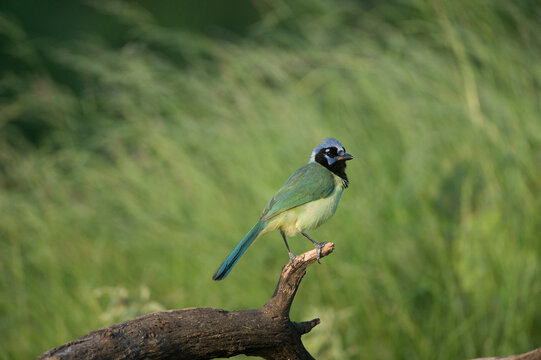 Portrait of a Green jay (Cyanocorax luxuosus) perched on a log against a grassy background; Ricardo, Texas, United States of America