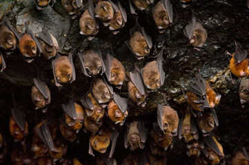 Cave filled with Noack's roundleaf bats (Hipposideros ruber); Bioko Island, Equatorial Guinea