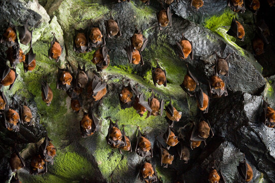 Cave filled with Noack's roundleaf bats (Hipposideros ruber); Bioko Island, Equatorial Guinea