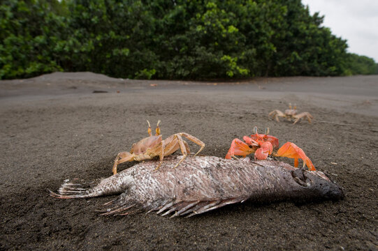 Ghost crabs (Ocypode cursor) feed on a dead fish on the beach; Bioko Island, Equatorial Guinea