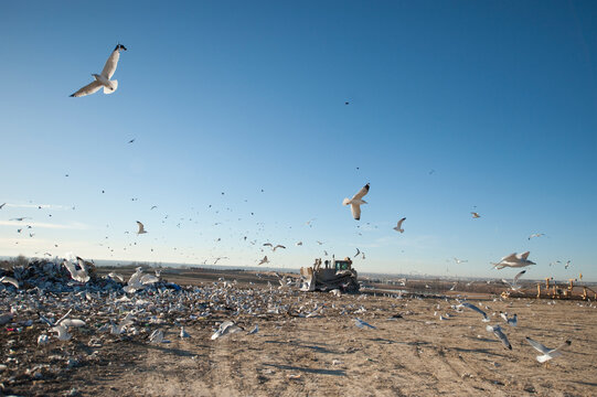 Seagulls feeding and flying at a landfill in Lincoln, Nebraska, USA; Lincoln, Nebraska, United States of America