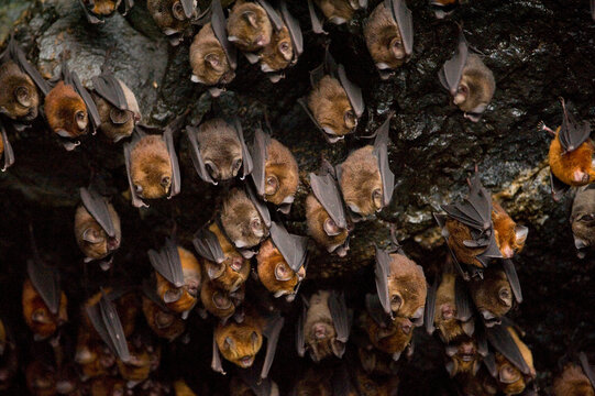Cave filled with Noack's roundleaf bats (Hipposideros ruber); Bioko Island, Equatorial Guinea