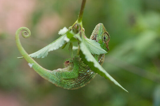 Owen's chameleon (Chamaeleo oweni) hangs onto a branch; Moka, Bioko Island, Equatorial Guinea