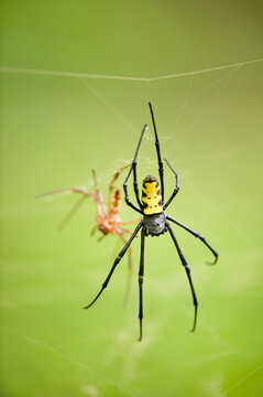 Two Golden orb spiders (Nephila sp.) on their webs; Bioko Island, Equatorial Guinea
