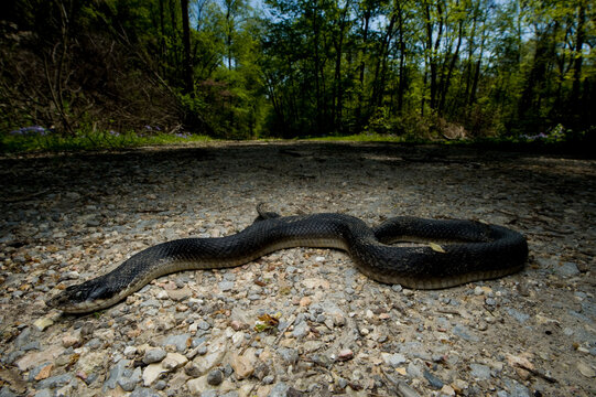 Portrait of an Eastern hog-nosed snake (Heterodon platirhinos); Ware, Illinois, United States of America