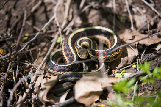 Close up portrait of a Garter snake (Thamnophis Sirtalis) camouflaged in leaf debris on the forest floor; Peru, Nebraska, United States of America