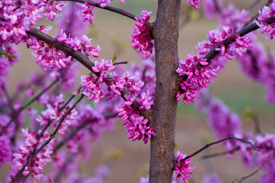 Beautiful Eastern redbud tree (Cercis canadensis) in bloom along the Steamboat Trace trail; Peru, Nebraska, United States of America