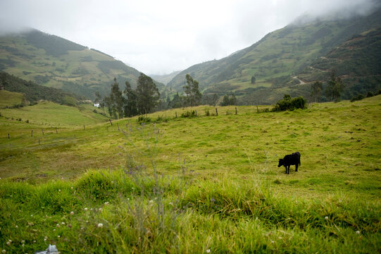 One of the deforested inter-Andes valleys north of Limon, Ecuador; Limon, Ecuador