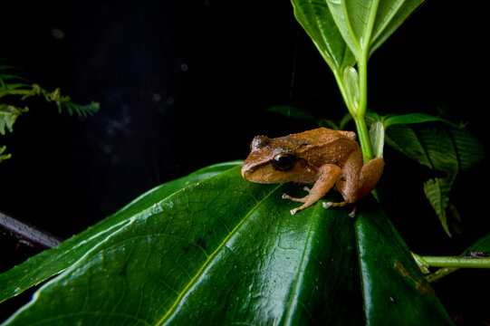 Portrait of a Cachabi robber frog (Eleutherodactylus achatinus) resting on a leaf in Reserva Las Gralarias, Ecuador; Mindo, Pichincha, Ecuador
