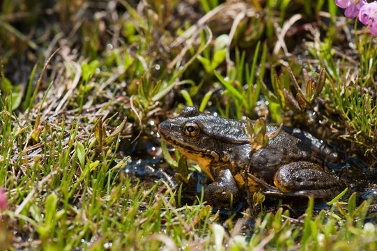 Portrait of an endangered Southern mountain yellow-legged frog (Rana muscosa) in Kings Canyon National Park, Sixty Lake Basin, California, USA; California, United States of America