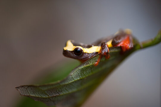 Portrait of a Clown frog (Dendropsophus bifurcus) sitting on a leaf; Quito, Ecuador