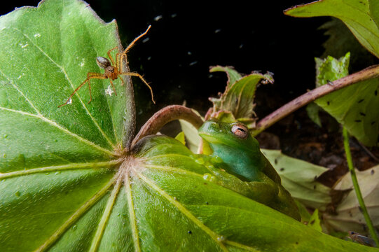 Portrait of a metamorph of a Roque treefrog (Hyloscirtus phyllognathus) sharing a leaf with a spider; Limon, Ecuador