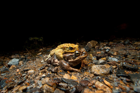 Marine or cane toads, Rhinella marina, in amplexus; Limon, Ecuador
