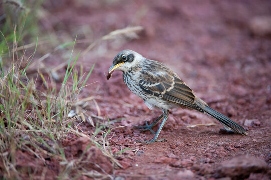 Galapagos mockingbird (Mimus parvulus) eats a grasshopper in Galapagos National Park; Rabida Island, Galapagos Islands, Ecuador