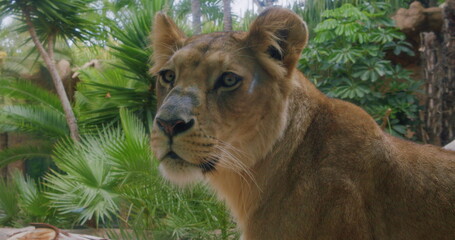 Asian lioness looking at the camera, close-up. Portrait of a wild animal resting in natural habitat.