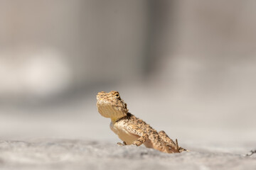 agama on rock in the erongo mountains