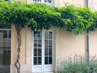 Topiary sculptured tree twisted 