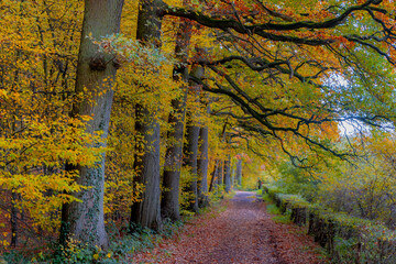 Autumn landscape with colourful yellow orange and green leaves on the tree, Gravel or soil path in the wood with row of big trees, Brown leaf along street in fall, Countryside road in Netherlands. - Powered by Adobe
