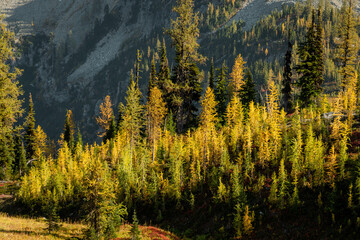 Stunning fall autumn yellow green colors of beautiful Larch trees on Maple Pass Hike in the high altitudes of Northern Washington North Cascades National Park with mountain peaks and range in distance